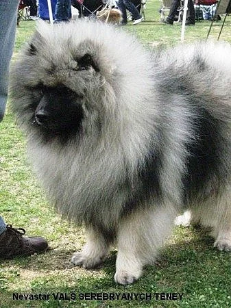 Keeshond / vlčí špic prodám štěňata s PP po kvalit